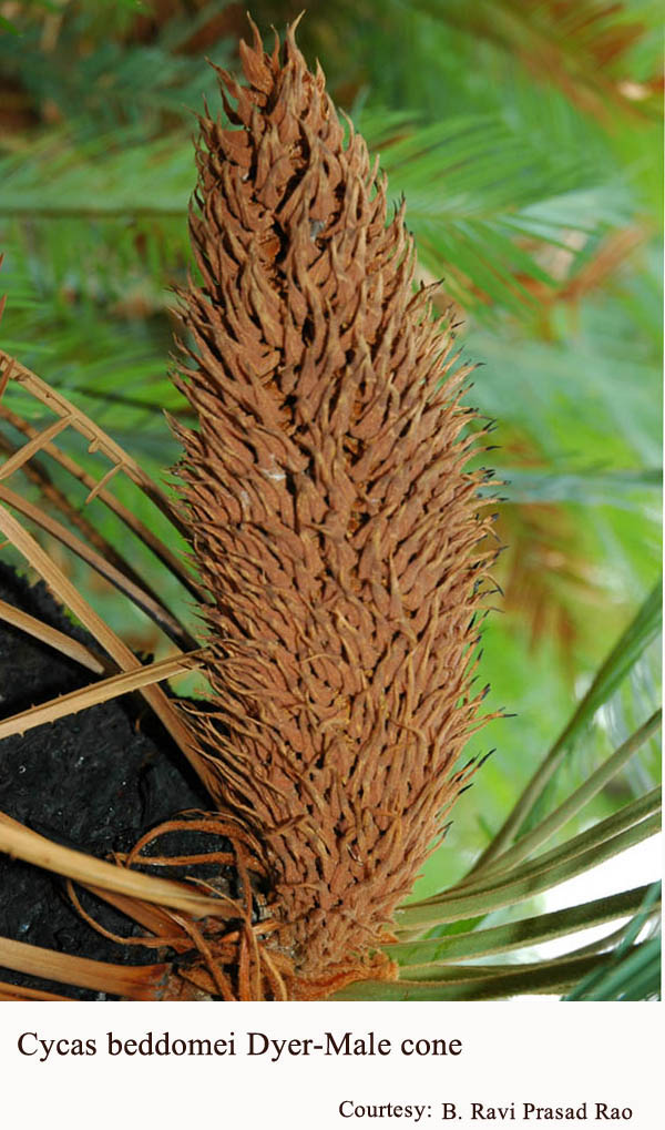 Cycas beddomei Dyer-Male cone